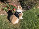 Best Pet Tracking Device Pet Tracker Portable Dog Collar with GPS System Size:M