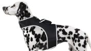 Best Pet Tracking Device Pet Tracker Portable Dog Collar with GPS System Size:M