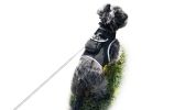 Best Pet Tracking Device Pet Tracker Portable Dog Collar with GPS System Size:M