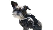 Portable Realtime Tracking Dog Collar GPS GSM Waterproof Mini Tracker Size:L