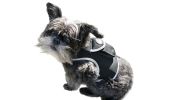 Portable Realtime Tracking Dog Collar GPS GSM Waterproof Mini Tracker Size:L