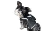 Best Pet Tracking Device Pet Tracker Portable Dog Collar with GPS System Size:M