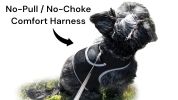Best Pet Tracking Device Pet Tracker Portable Dog Collar with GPS System Size:M