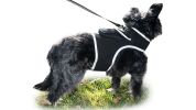 Portable Realtime Tracking Dog Collar GPS GSM Waterproof Mini Tracker Size:L