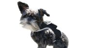 Affordable GPS Pet Collar Realtime Rechargeable Tracking System for Cats & Dogs Size:M